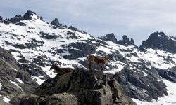 Avila La Cabra Hispanica